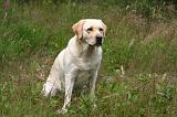 LABRADOR 1221